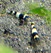 Black Bee